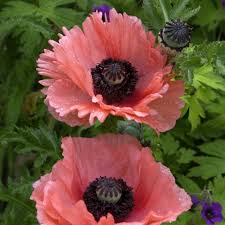 Image result for Papaver orientale