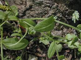 Attēlu rezultāti vaicājumam “Myosotis stricta flower”