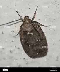 Attēlu rezultāti vaicājumam “Agonopterix heracliana”