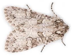 Attēlu rezultāti vaicājumam “Polia nebulosa”