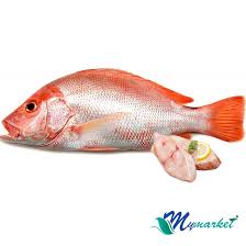 Image result for ikan