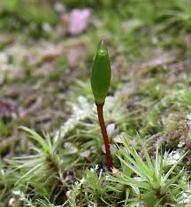 Attēlu rezultāti vaicājumam “Buxbaumia viridis”