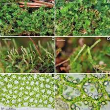 Attēlu rezultāti vaicājumam “Jungermannia leiantha sporophyte”