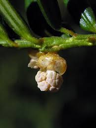 Attēlu rezultāti vaicājumam “Taxus baccata male flower”