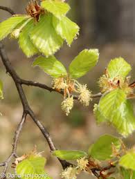 Attēlu rezultāti vaicājumam “Fagus sylvatica flower”