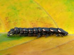 Attēlu rezultāti vaicājumam “Lampyris noctiluca larva”