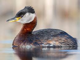 Attēlu rezultāti vaicājumam “Podiceps grisegena adult”