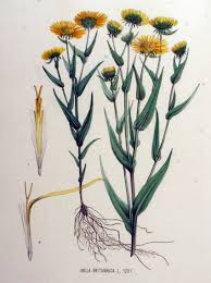 Attēlu rezultāti vaicājumam “Inula britannica flower”