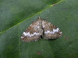 Attēlu rezultāti vaicājumam “Perizoma alchemilla”