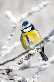 Attēlu rezultāti vaicājumam “Cyanistes caeruleus juvenile”