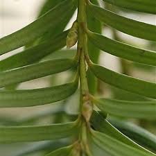 Attēlu rezultāti vaicājumam “Taxus baccata bud”