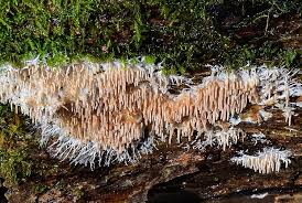 Attēlu rezultāti vaicājumam “Hydnocristella himantia”