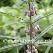 Attēlu rezultāti vaicājumam “Polygonatum verticillatum bud”