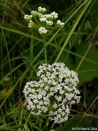Attēlu rezultāti vaicājumam “Berula erecta leaf”