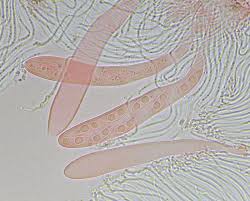 Attēlu rezultāti vaicājumam “Propolis farinosa”