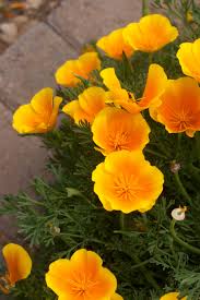 Attēlu rezultāti vaicājumam “Eschscholzia californica”