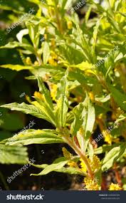 Attēlu rezultāti vaicājumam “Lysimachia thyrsiflora bud”