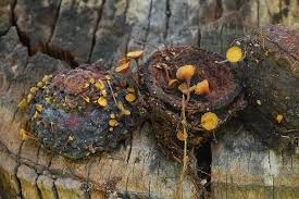 Attēlu rezultāti vaicājumam “Rutstroemia firma”