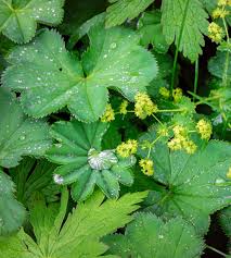 Attēlu rezultāti vaicājumam “Alchemilla vulgaris aggr. leaf”