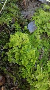 Attēlu rezultāti vaicājumam “Trichocolea tomentella sporophyte”