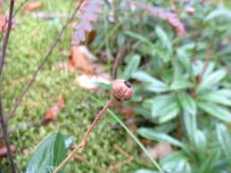 Attēlu rezultāti vaicājumam “Chimaphila umbellata bud”
