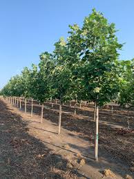 Attēlu rezultāti vaicājumam “Liriodendron tulipifera”