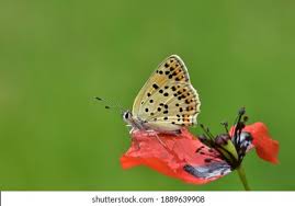 Attēlu rezultāti vaicājumam “Lycaena alciphron male”