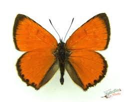 Attēlu rezultāti vaicājumam “Lycaeniinae”