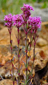 Attēlu rezultāti vaicājumam “Trichia alpina”