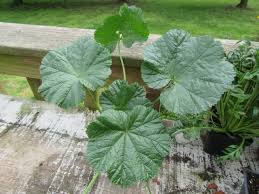 Image result for Malva sylvestris 'Zebrina'