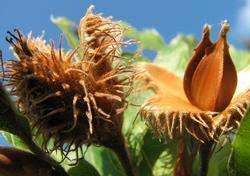 Attēlu rezultāti vaicājumam “Fagus sylvatica fruit”