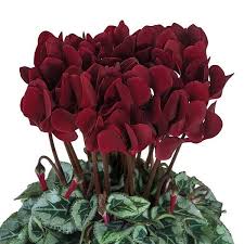Image result for Cyclamen persicum