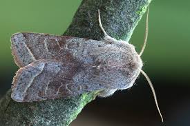 Attēlu rezultāti vaicājumam “Orthosia opima”