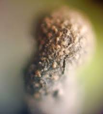 Attēlu rezultāti vaicājumam “Badhamiopsis scripta spores”