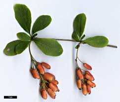 Attēlu rezultāti vaicājumam “Berberis vulgaris”