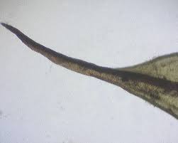 Attēlu rezultāti vaicājumam “Tritomaria exsectiformis cells”