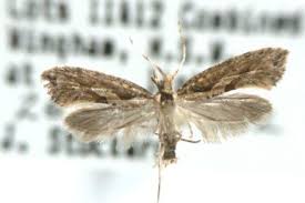 Attēlu rezultāti vaicājumam “Plutellidae”