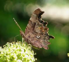 Attēlu rezultāti vaicājumam “Polygonia c-album underside”