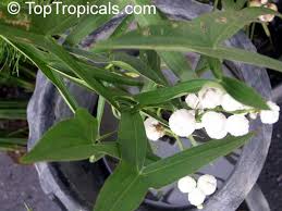 Attēlu rezultāti vaicājumam “Sagittaria sagittifolia leaf”