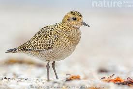 Attēlu rezultāti vaicājumam “Pluvialis apricaria”