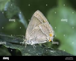 Attēlu rezultāti vaicājumam “Favonius quercus underside”