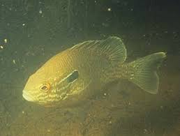 Image result for Lepomis cyanellus