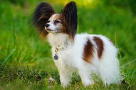 Image result for papillon