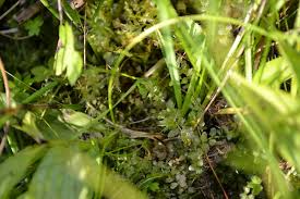 Attēlu rezultāti vaicājumam “Plagiomnium medium”