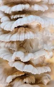 Attēlu rezultāti vaicājumam “Schizophyllum commune”