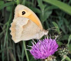 Attēlu rezultāti vaicājumam “Maniola jurtina male”