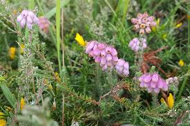 Attēlu rezultāti vaicājumam “Erica tetralix flower”