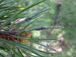 Attēlu rezultāti vaicājumam “Schizolachnus pineti”