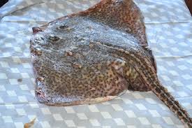 Image result for Amblyraja radiata