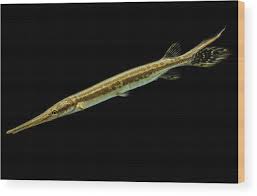 Image result for Lepisosteus osseus